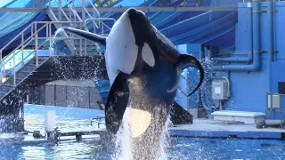 Happy 16th Birthday, Trua! - Orca Encounter (Full Show) at SeaWorld Orlando - November 23, 2021