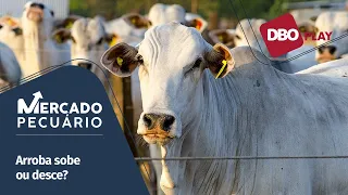 Quais as tendências para os preços no mercado do boi gordo em maio de 2024?