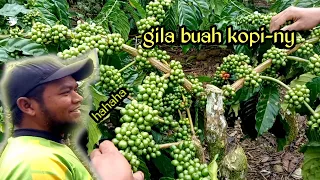 Buah semua kebun kopi kang #Jamz di belakang rumahnya