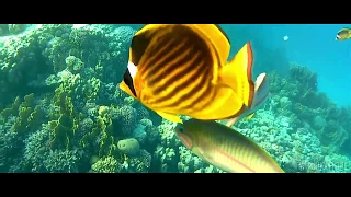 Schnorcheln Makadi Bay | Red Sea Egypt | Sunwing Waterworld Makadi