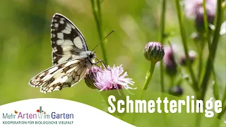 Mehr Arten im Garten - Schmetterlinge - Folge 2