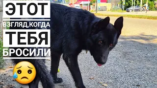 Брошенный пес на дороге от голода ел глину😱