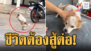 น่ารักน่าเอ็นดู น้องหมูยอ หมานักสู้ไร้ขาหน้า | ข่าวเที่ยงอมรินทร์ | 9 พ.ค. 67