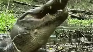 American Alligator Smashes Turtle's Shell To Bits & Then Swallows Entire Turtle Whole