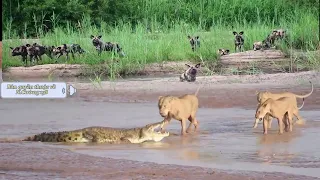 4 LIONS ATTACK CROCODILE WALKING ON RIVER - Crocodile vs lions