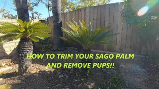 CYCAS REVOLUTA (SAGO PALM) HOW TO TRIM A SAGO PALM & REMOVE PUPS