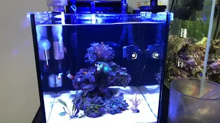 How I feed my seahorse in a tank with fish