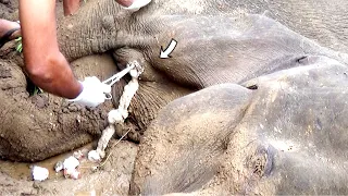 Heartwarming! Treatment to poor Elephant suffering from Abscess in the leg by the wildlife officials