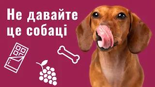 ЧИМ НЕ МОЖНА ГОДУВАТИ СОБАКУ | ЗАБОРОНЕНІ ПРОДУКТИ