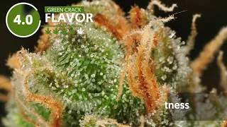 Strain Profile: Green Crack