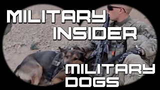 The 9 Biggest Myths About Military Working Dogs | Military Insider