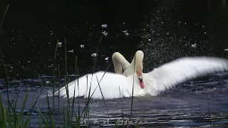 Swan Fight - ДРАКА ЛЕБЕДЕЙ-ШИПУНОВ