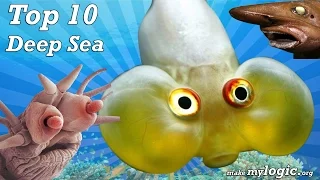 Deep Sea Creatures - Top 10 Most Amazing Sea Creatures Ever Discovered!