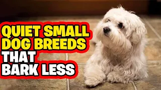 10 Quiet Small Dog Breeds That Bark Less