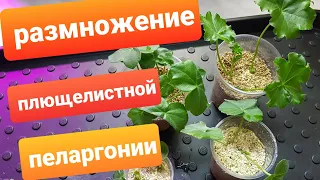 Размножение плющелистной пеларгонии черенками/Черенкование в вермикулите