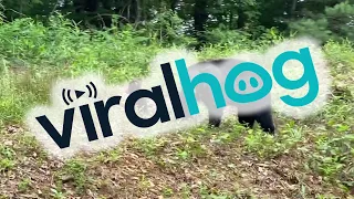 Bear Cubs Sprint Across Road Following Mama Bear || ViralHog