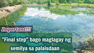 Mahalagang hakbang bago maglagay ng semilya sa Palaisdaan