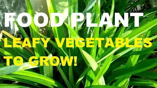 VEGETABLES TO GROW AT HOME! | LEAFY VEGETABLES | FOOD PLANT