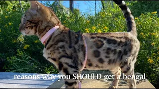 What having a Bengal Cat is like!