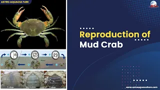 Reproduction of Mud Crab- Astro Aquaculture