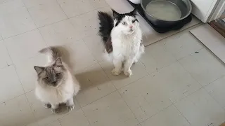 Ragdoll & Main Coon Wet Food Eating Moments: Adorable Feasting Fun!