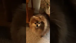 tiny Pomeranian dogs barking sounds little Pom