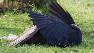 last fight of the Jackdaw versus Sparrow-hawk