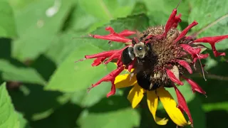 Insects in SloMo 1 - 4K - #a6700 #120fps