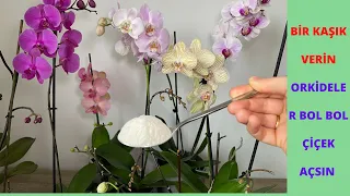 Give a spoonful orchids will bloom abundantly and give healthy roots, Secret fertilizer for orchids