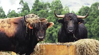 Bulls & Birds Relaxing In Nature - Terceira Island - Azores - Portugal