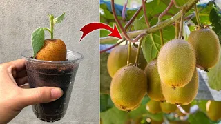 Few people know that kiwi can be propagated this way | Ralax Garden