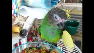 Dusky Conure Being Silly