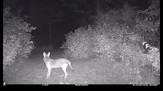 big eyes staring at a coyote in the woods