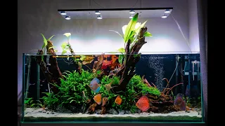 325l Planted Discus Tank With SKYLIGHT HYPERSPOT L