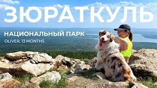 Хребет Зюраткуль с собакой | Южный Урал | Первый поход с аусси