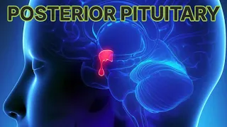 Posterior Pituitary Disorders (updated 2023) - CRASH! Medical Review Series