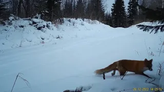 Лисица. Видео с фотоловушки в лесу