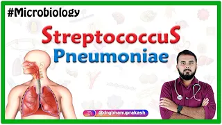 Streptococcus pneumoniae / Bacteriology : Medical Microbiology