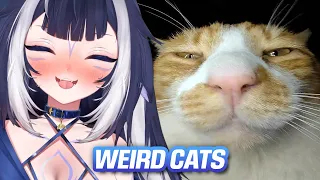 Shylily Reacts to Weird Little Cats