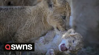 PAW LITTLE CUB! Young lion cub gets picked on by older cousins | SWNS