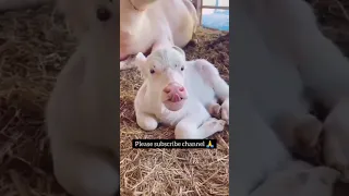 Small Cute Rare White Buffalo Baby Attitude#shorts