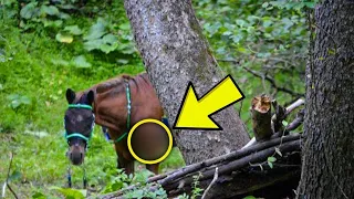 Wanderer fanden dieses Pferd ganz allein im Wald und erkannten sein Gesicht wieder