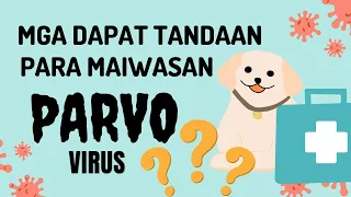 PARVO VIRUS - Tips Para Hindi Magka Parvovirus | Dog Parvo Symptoms Treatment | Munting Kennel