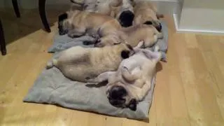 Snoring Pile of Pugs II