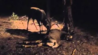 Buck attacks dead buck after hunt in colorado
