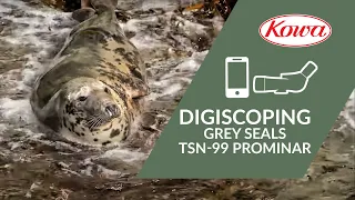 Digiscoping Grey Seals with Kowa TSN-99 PROMINAR and TE-80XW 40x Extreme Wide Eyepiece