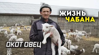 Массовый окот овец проходит в Дагестане