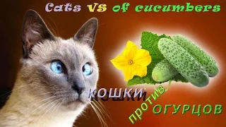 Кошки против огурцов / Cats vs of cucumbers