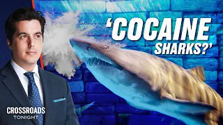 ‘Cocaine Sharks’ and ‘Feminized Fish’—What’s Going On With Our Water? | Trailer | Crossroads
