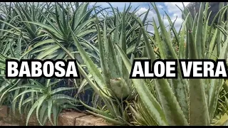 COMO CUIDAR e FAZER MUDAS da BABOSA e ALOE VERA | HENRIQUE BUTTLER